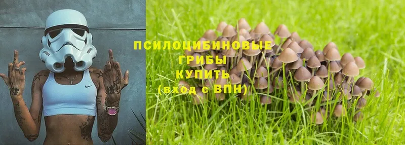 KRAKEN зеркало  Каменногорск  Псилоцибиновые грибы Psilocybe 